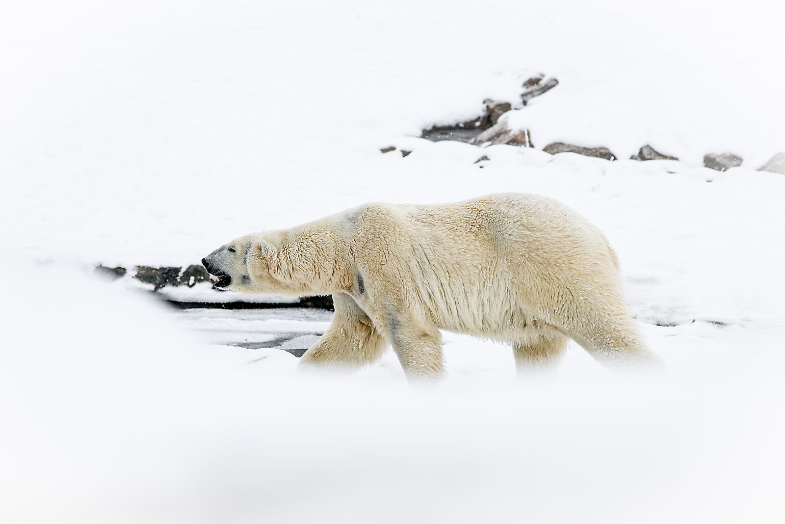 calgary zoo wildlife photographer sergei belski photo