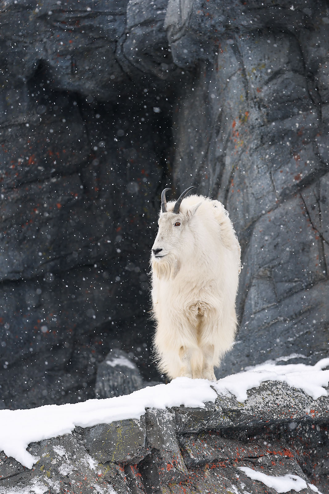 calgary zoo wildlife photographer sergei belski photo