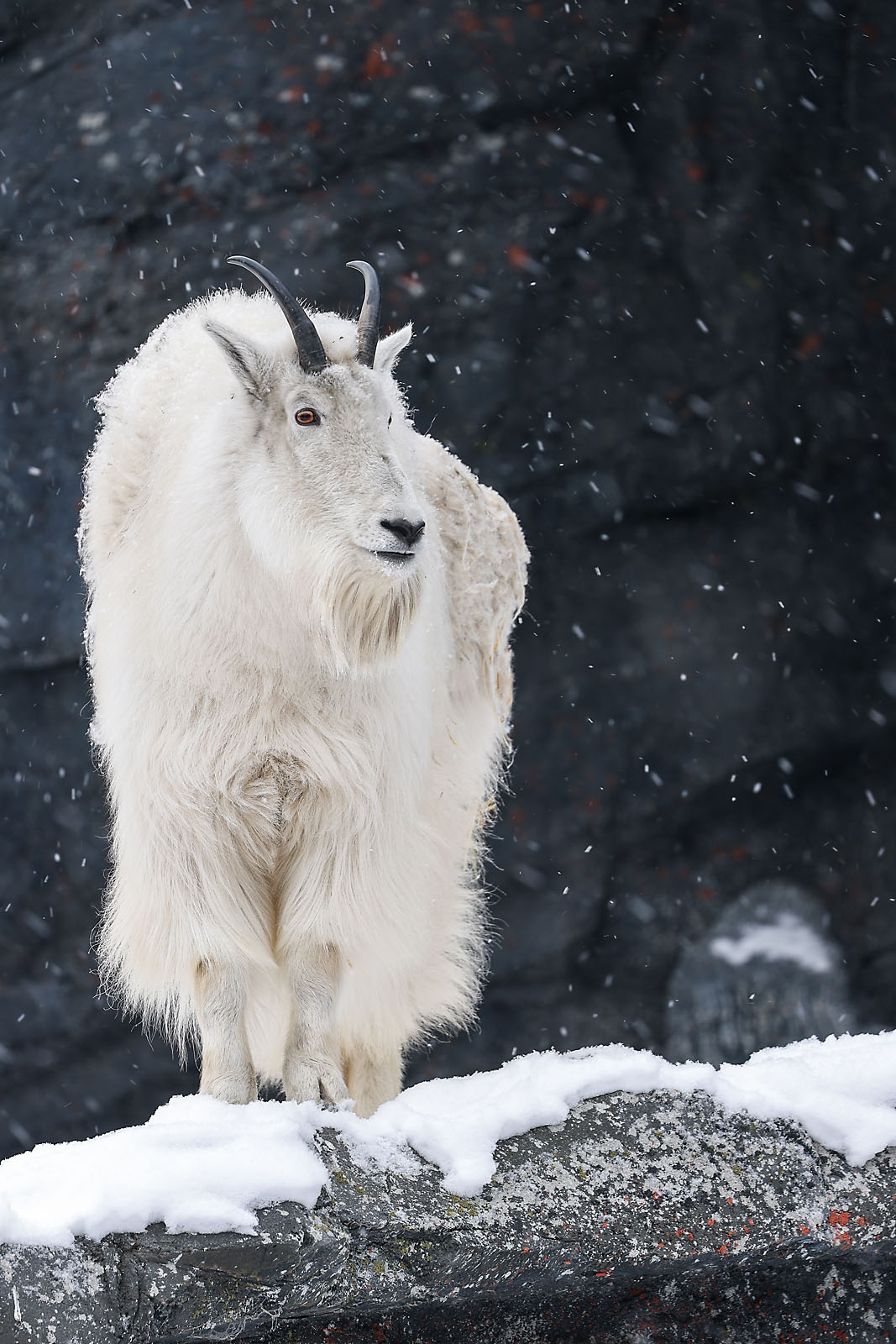 calgary zoo wildlife photographer sergei belski photo