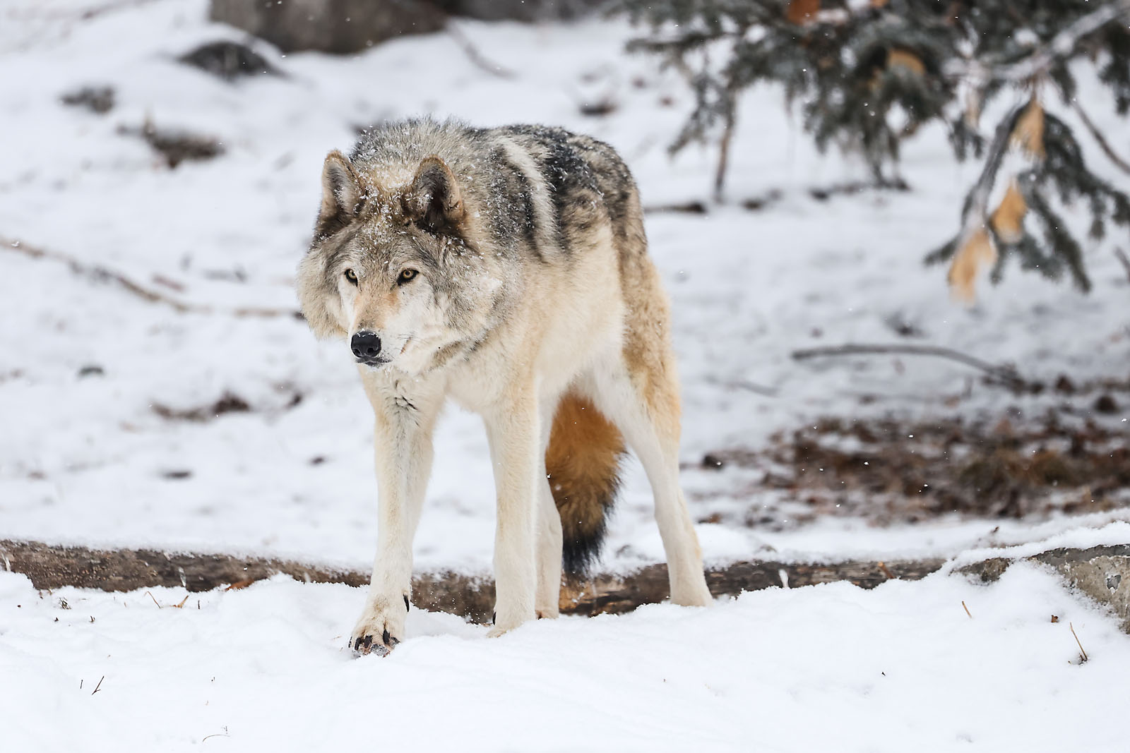 calgary zoo wildlife photographer sergei belski photo