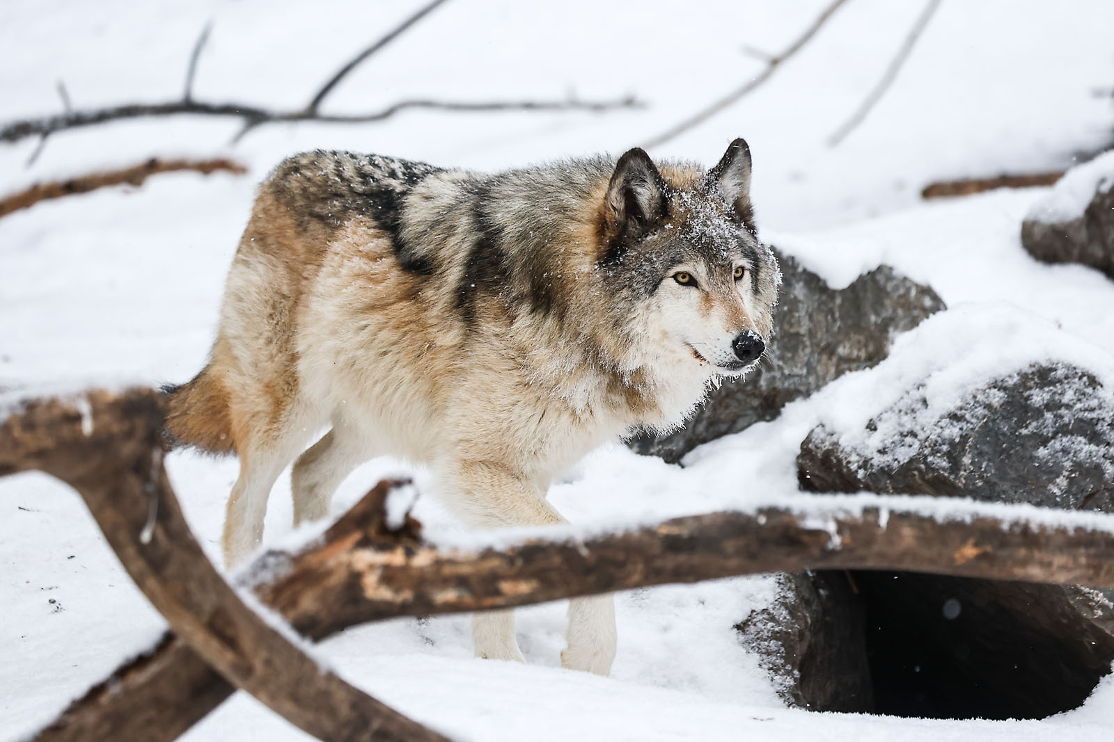 calgary zoo wildlife photographer sergei belski photo
