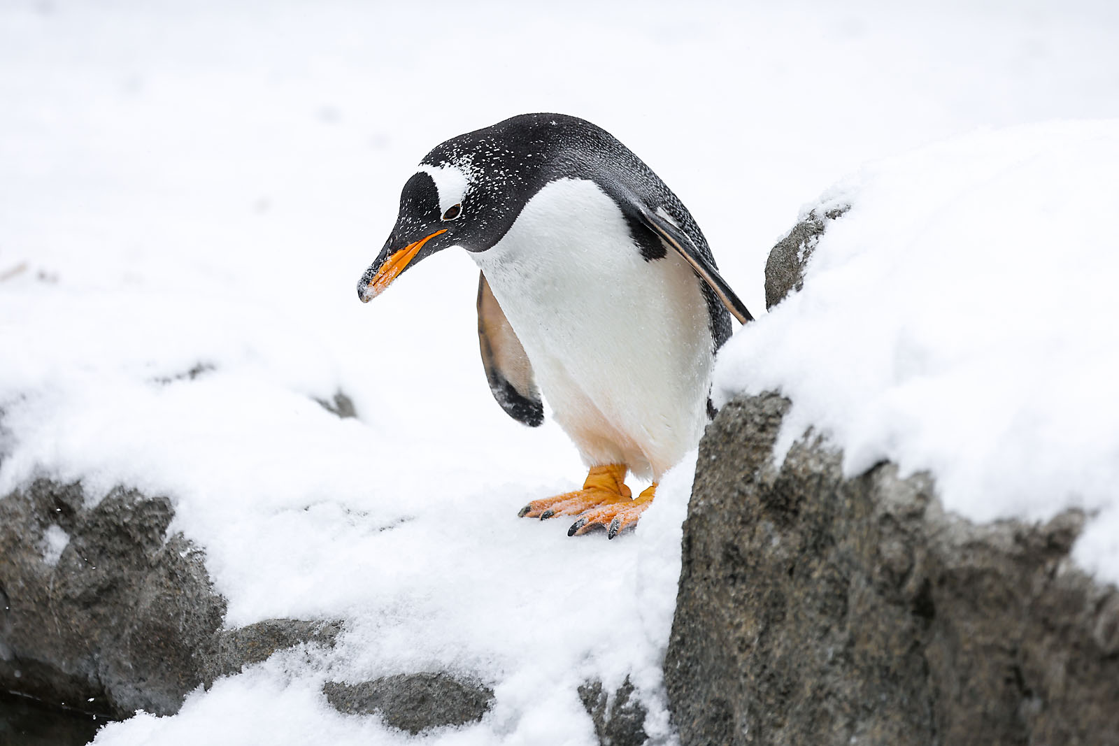 calgary zoo wildlife photographer sergei belski photo