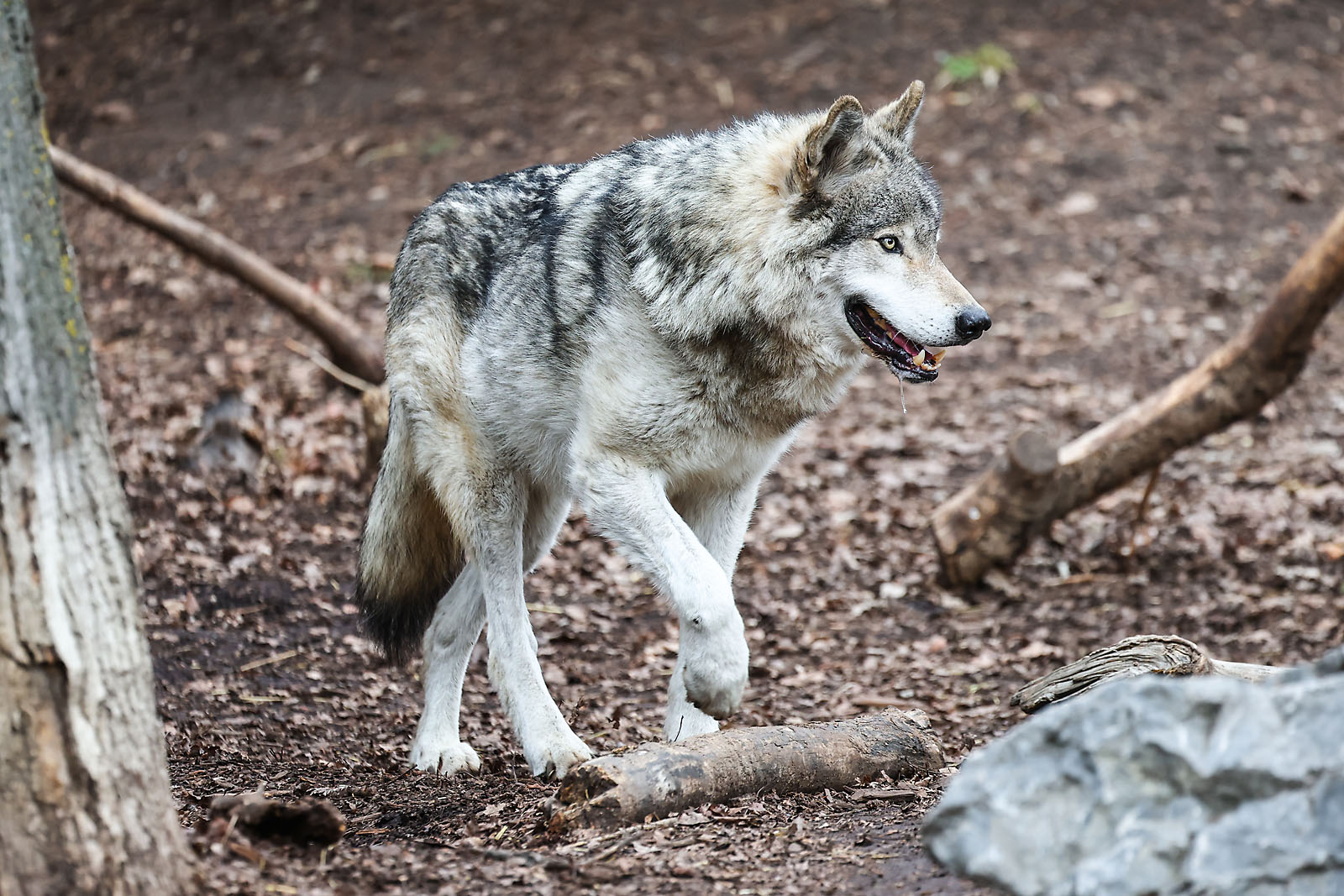 calgary zoo wildlife photographer sergei belski photo