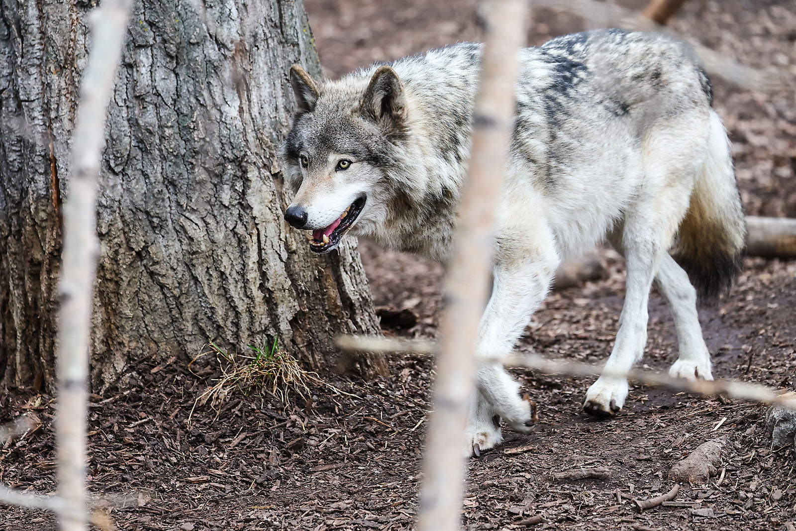 calgary zoo wildlife photographer sergei belski photo