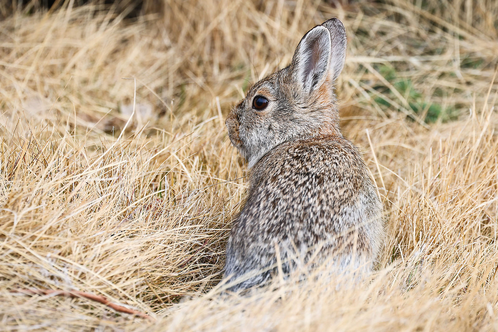 calgary zoo wildlife photographer sergei belski photo