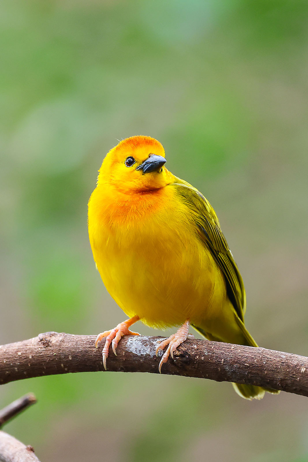 calgary zoo wildlife photographer sergei belski photo