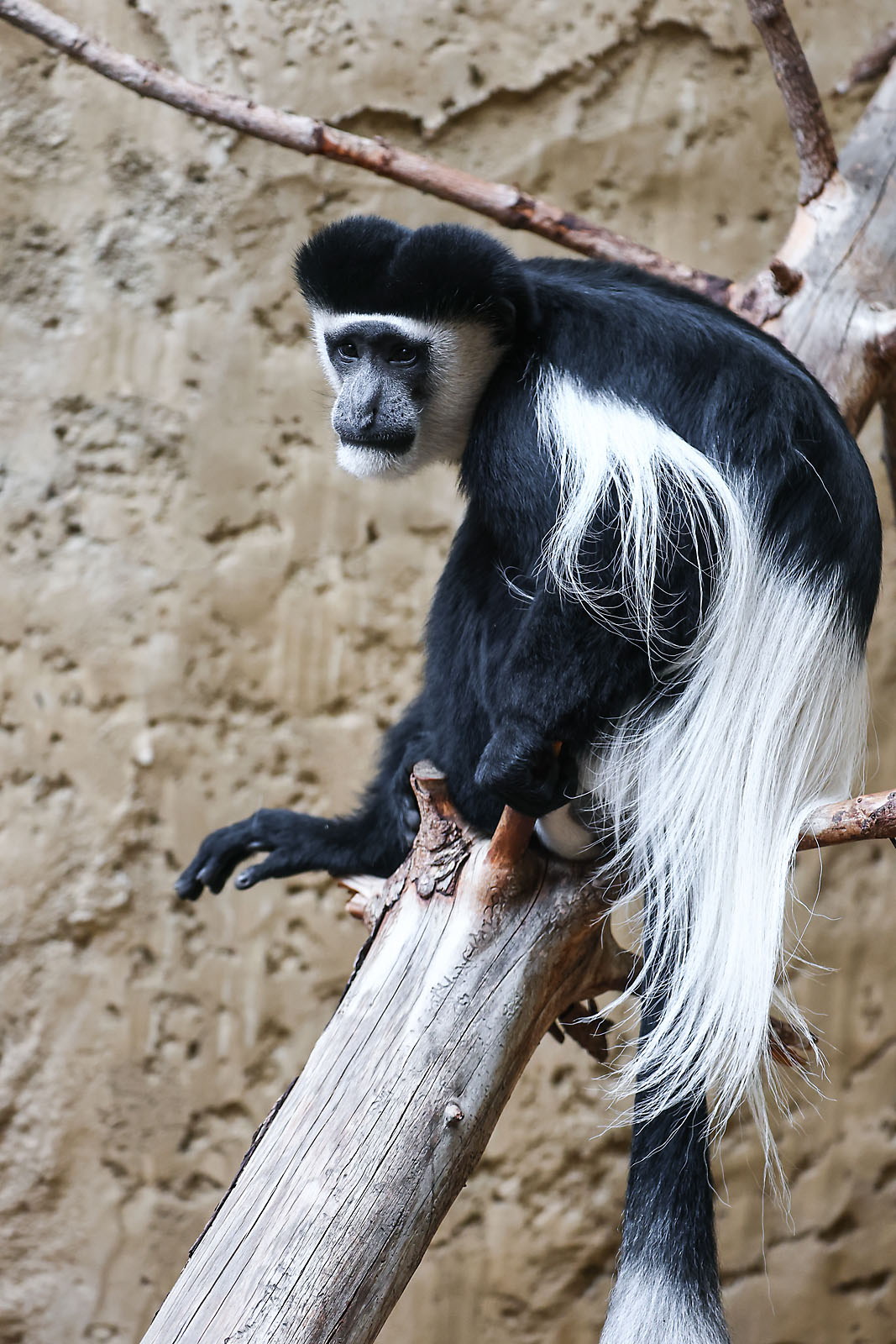 calgary zoo wildlife photographer sergei belski photo