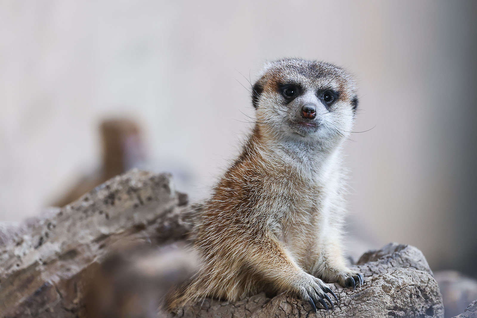 calgary zoo wildlife photographer sergei belski photo