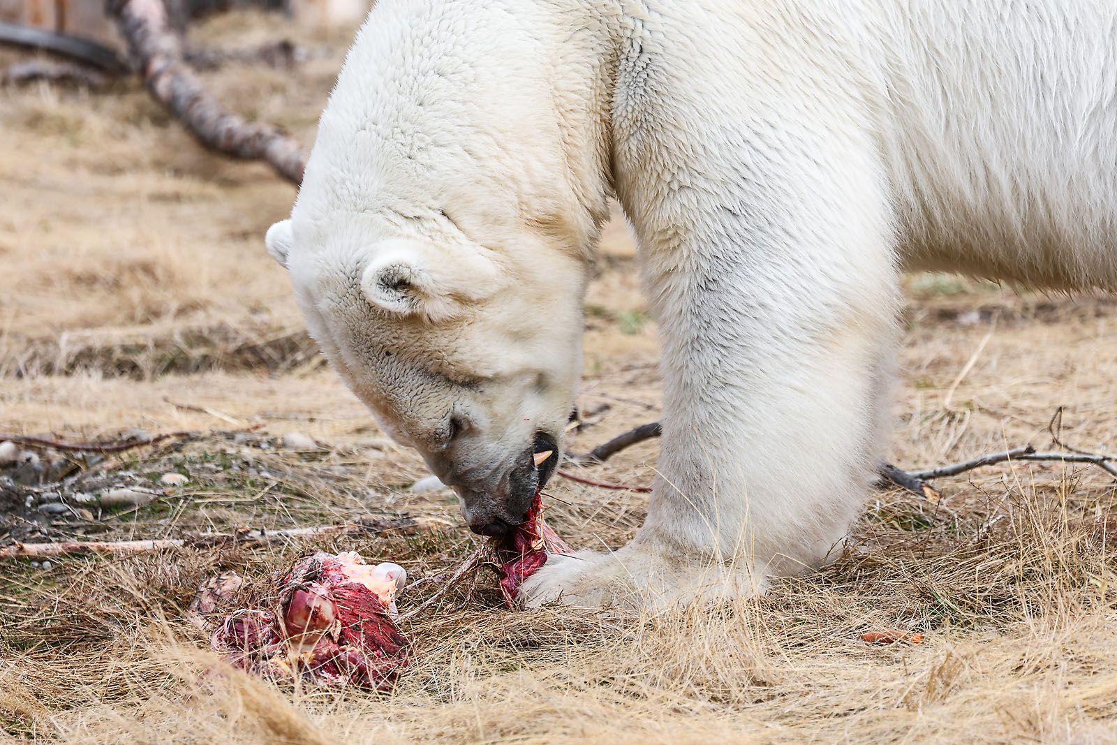 calgary zoo wildlife photographer sergei belski photo