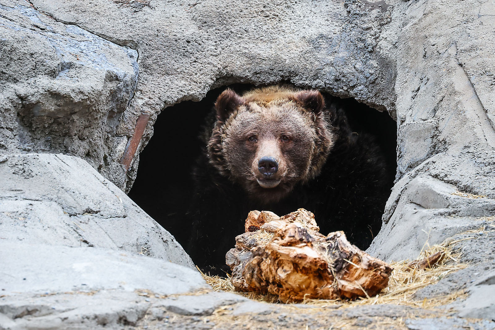 calgary zoo wildlife photographer sergei belski photo