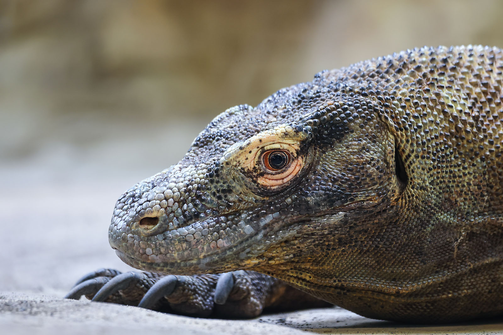 calgary zoo wildlife photographer sergei belski photo