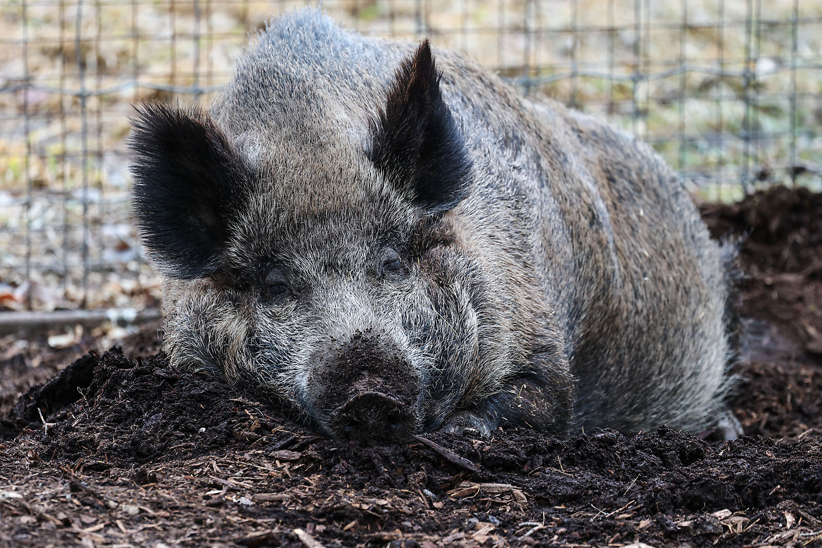 calgary zoo wildlife photographer sergei belski photo