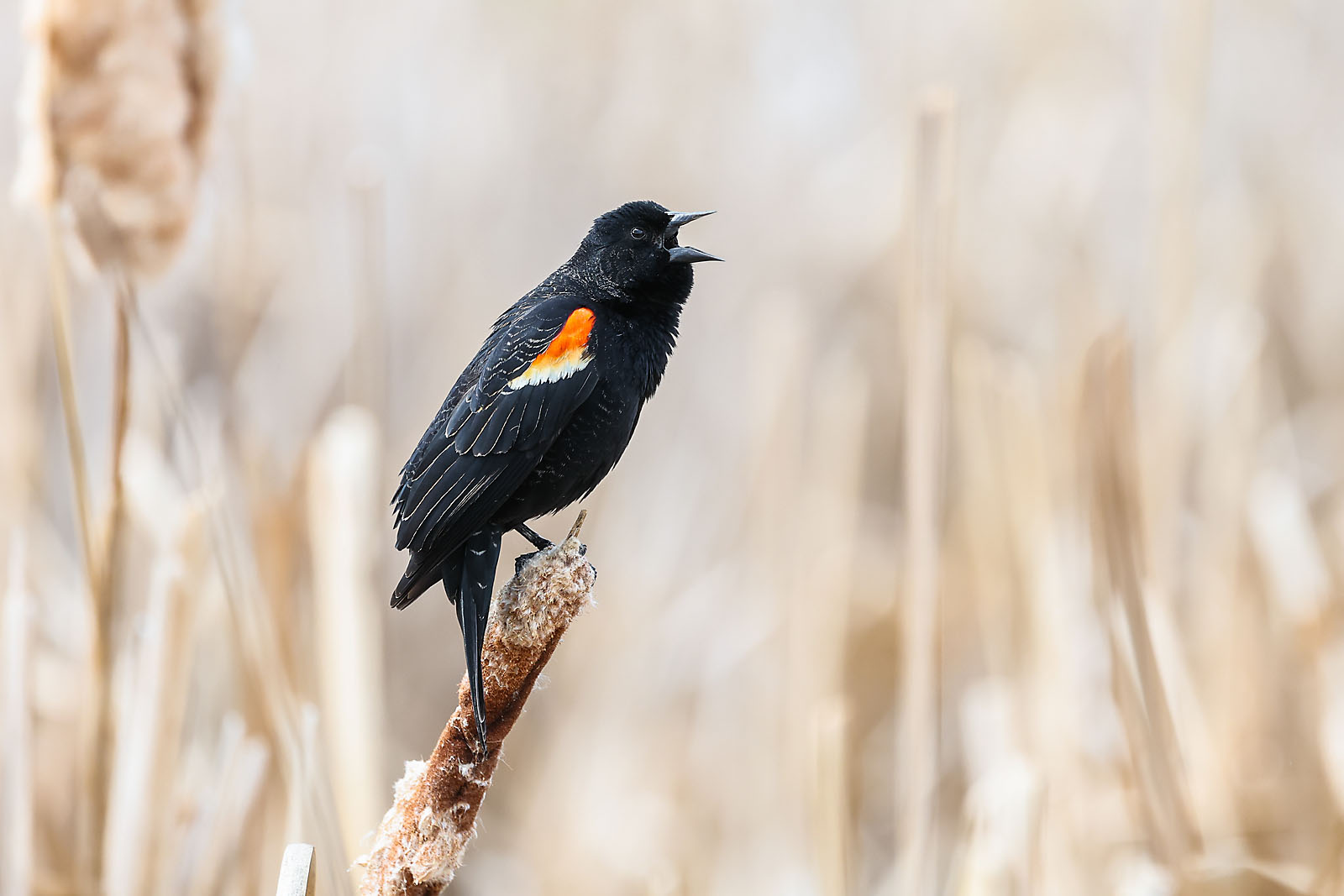 my Rivian adventures wildlife photographer sergei belski photo