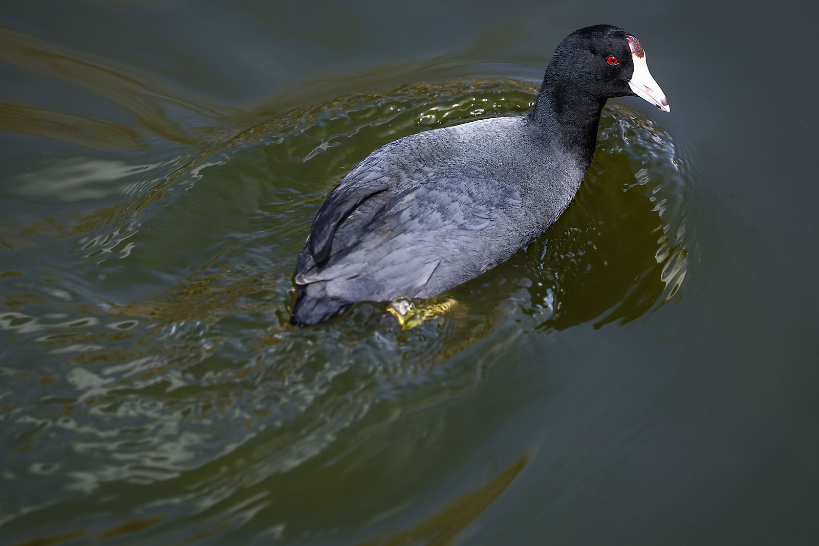 my Rivian adventures wildlife photographer sergei belski photo