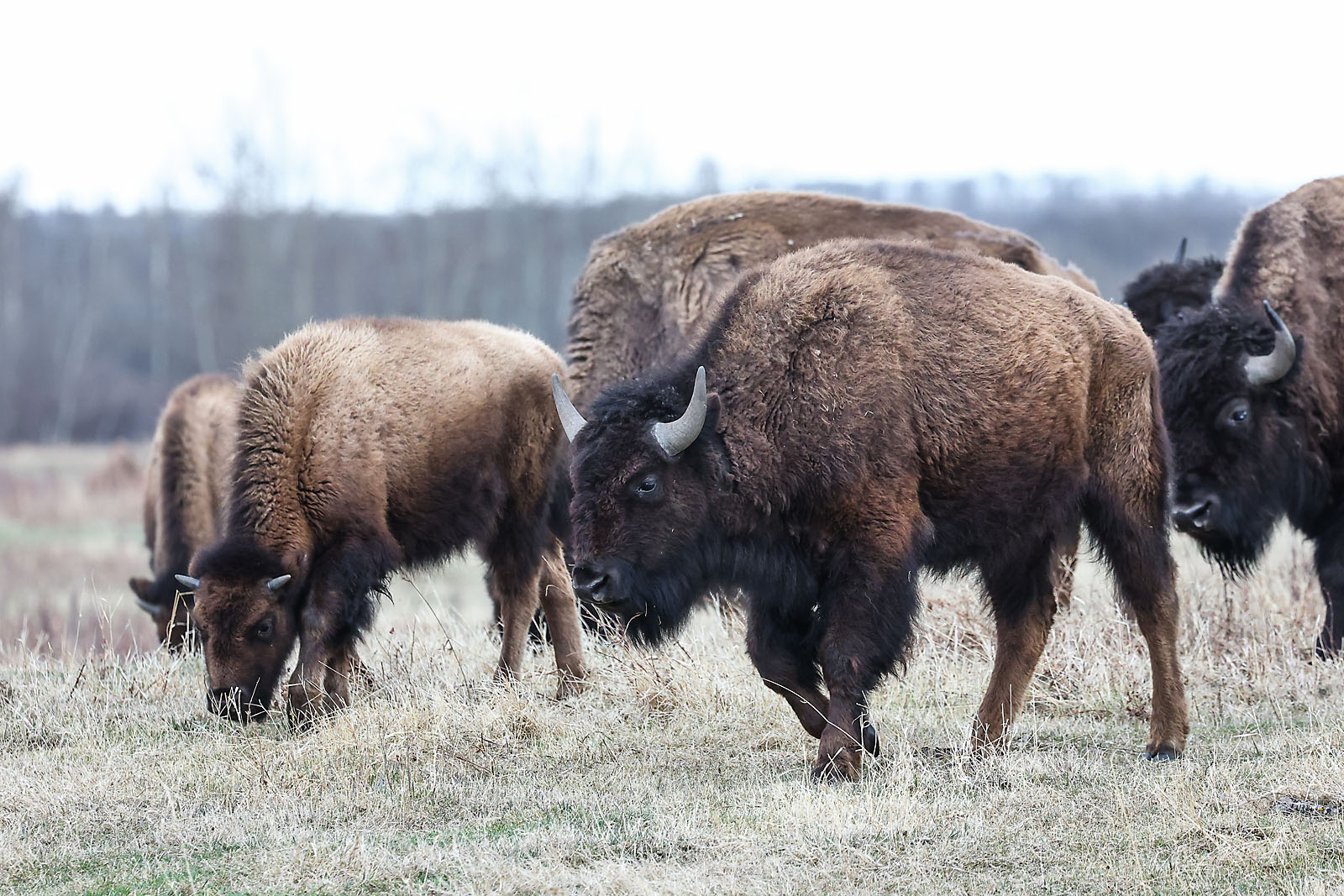 my Rivian adventures wildlife photographer sergei belski photo