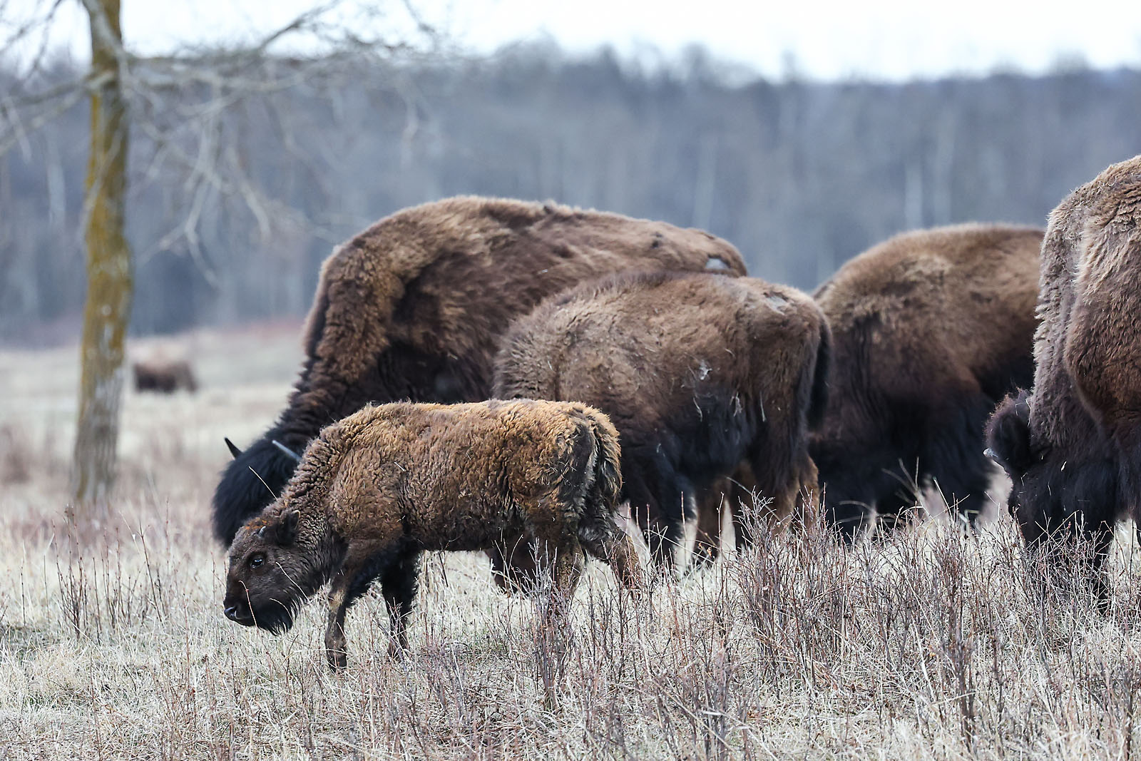 my Rivian adventures wildlife photographer sergei belski photo