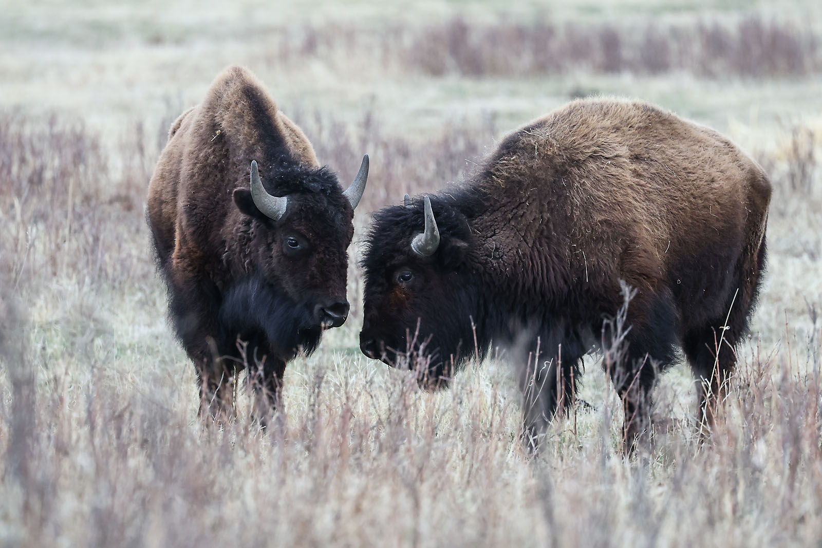 my Rivian adventures wildlife photographer sergei belski photo