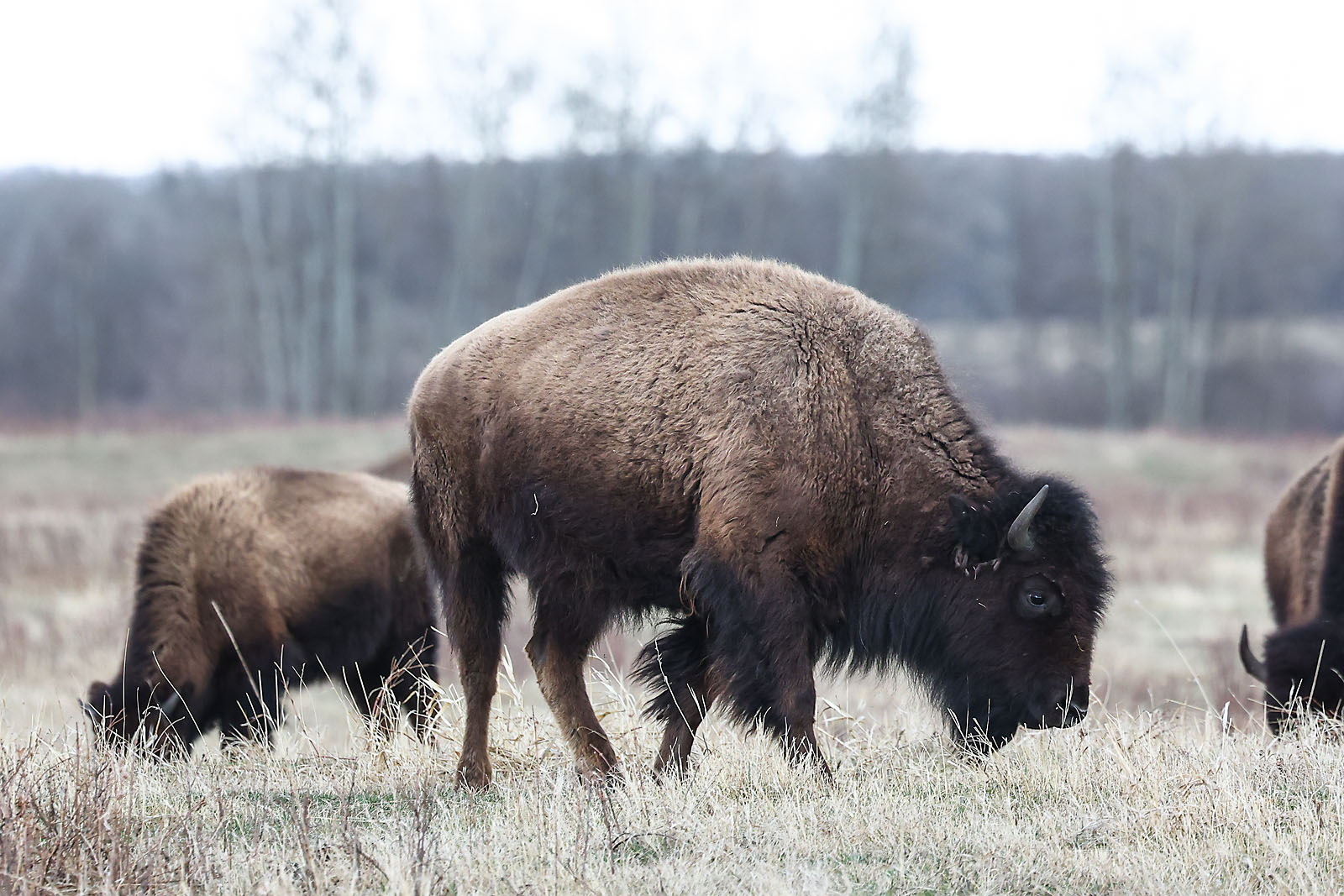 my Rivian adventures wildlife photographer sergei belski photo