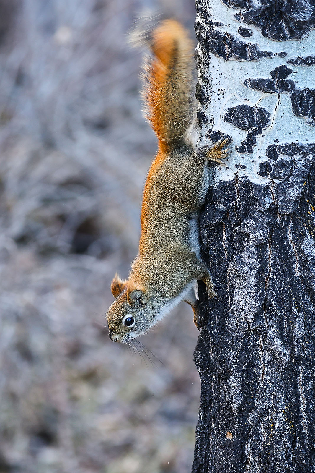 my Rivian adventures wildlife photographer sergei belski photo