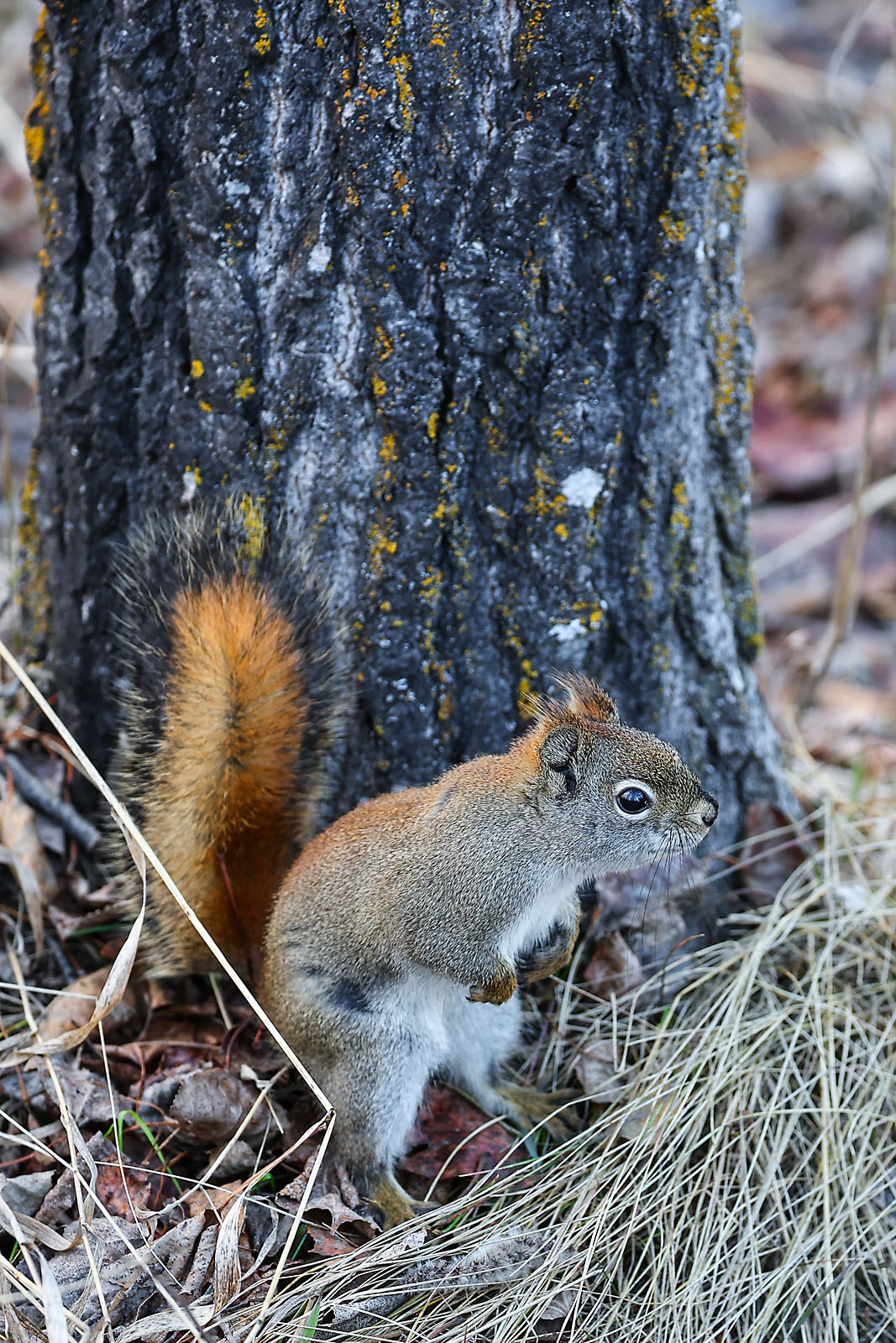 my Rivian adventures wildlife photographer sergei belski photo