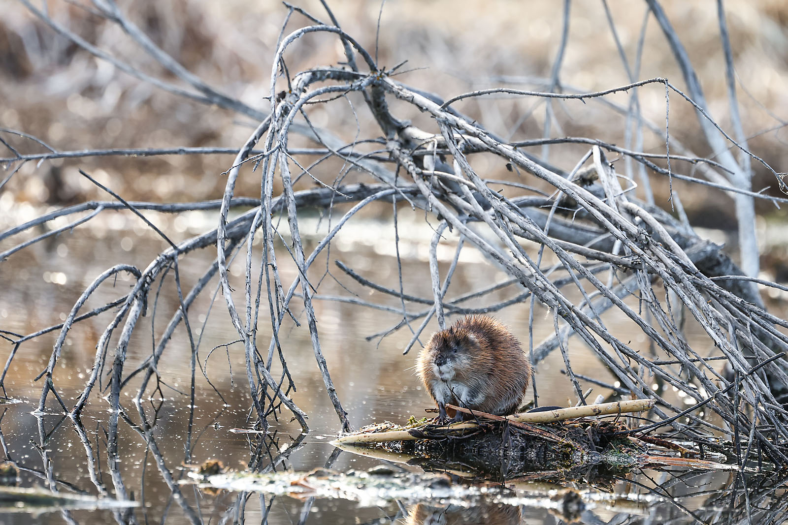 my Rivian adventures wildlife photographer sergei belski photo