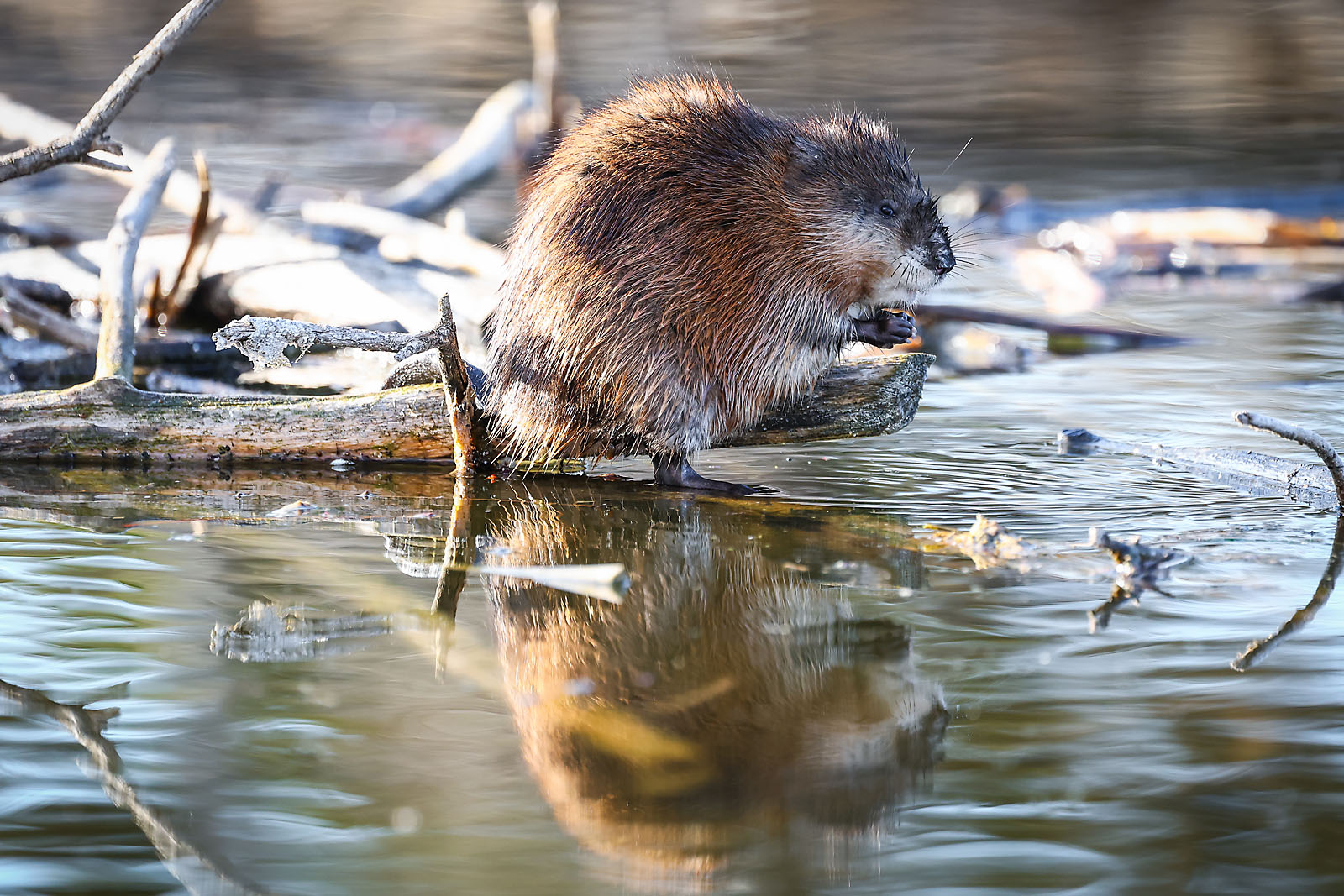 my Rivian adventures wildlife photographer sergei belski photo