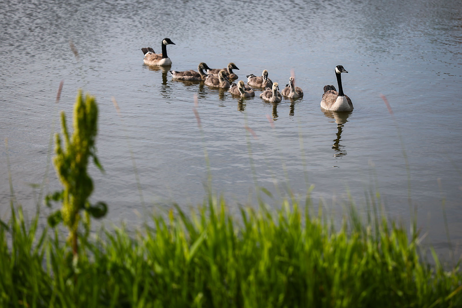 city of airdrie event photographer sergei belski photo