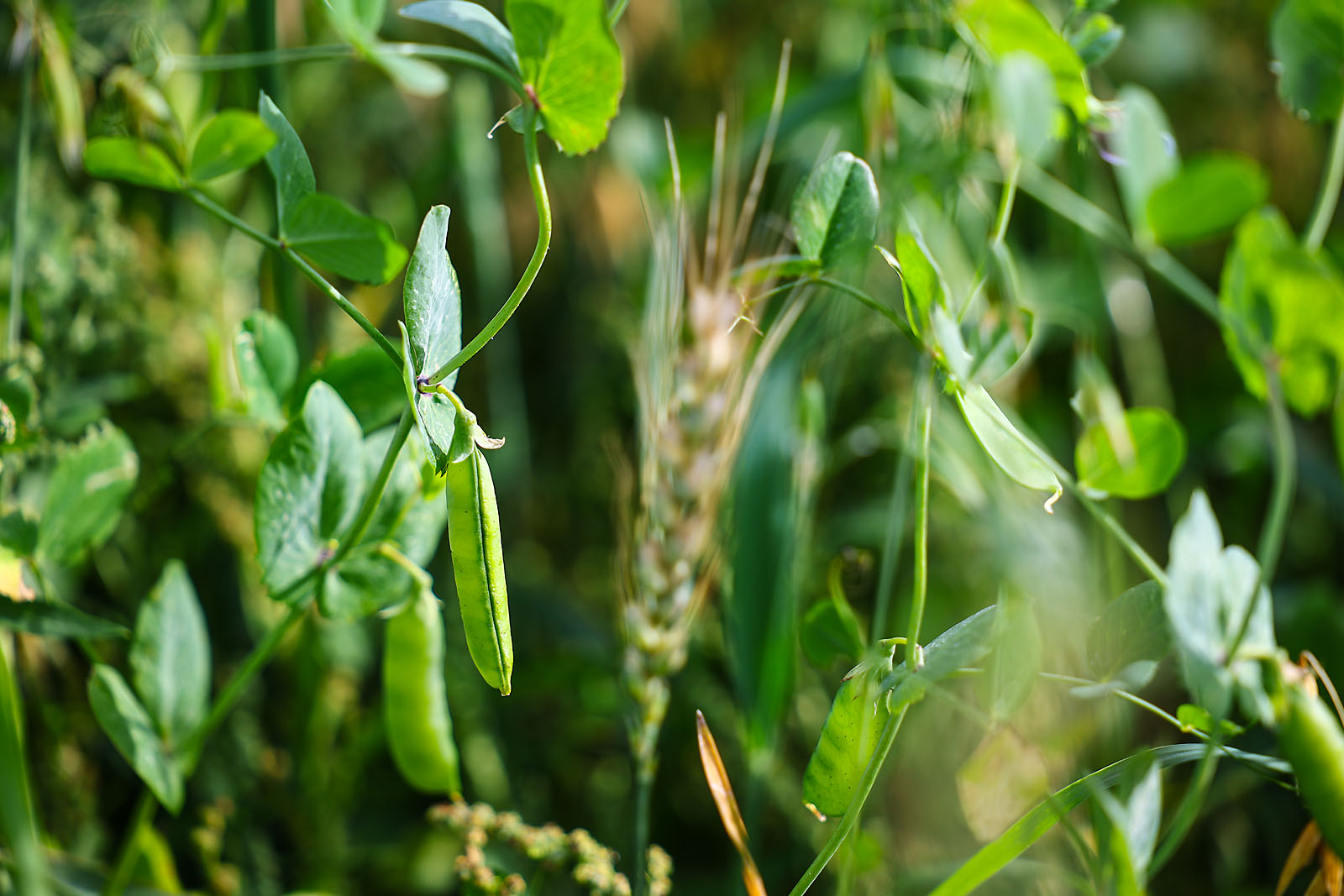 olds college commercial calgary photographer sergei belski photo