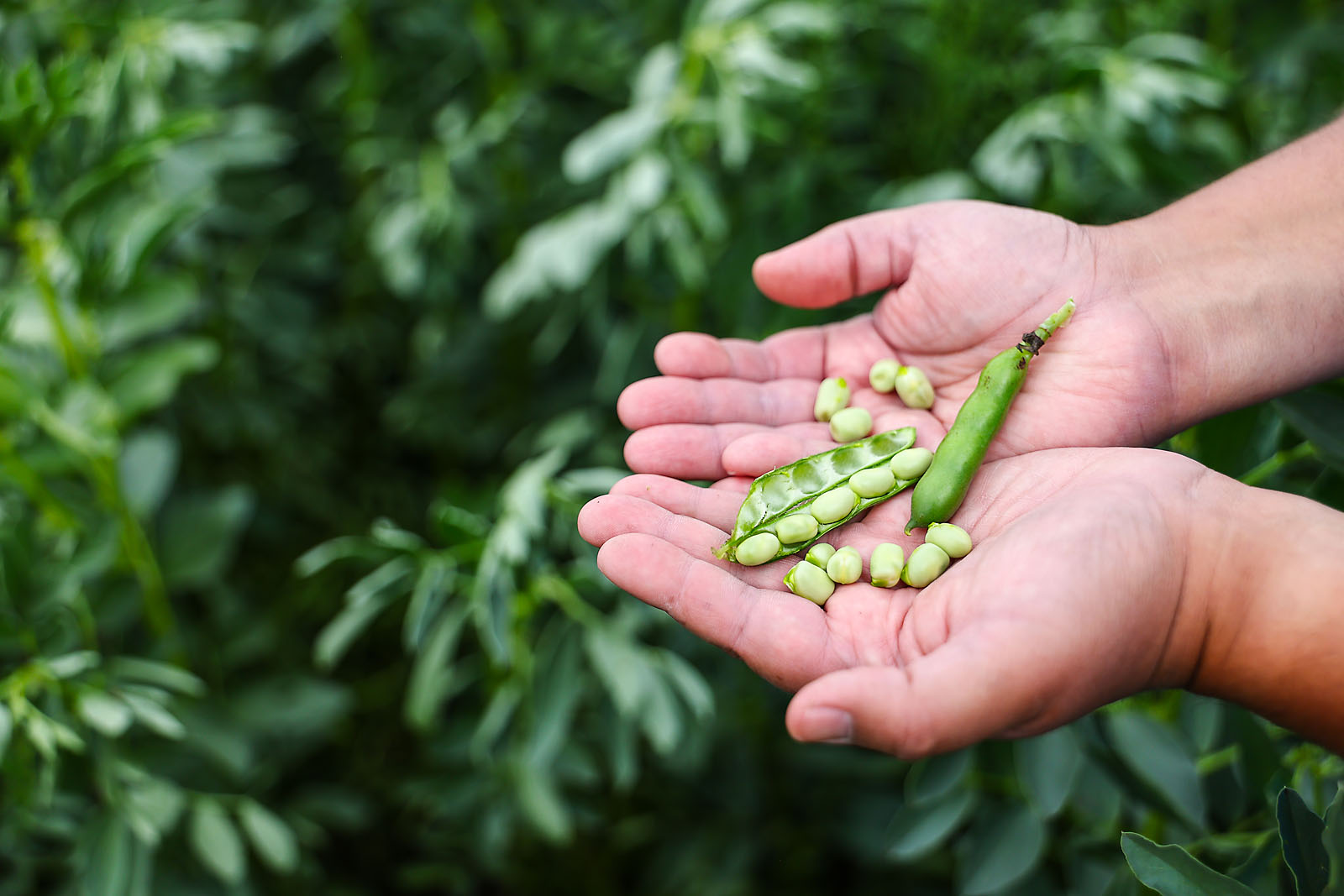 olds college commercial calgary photographer sergei belski photo