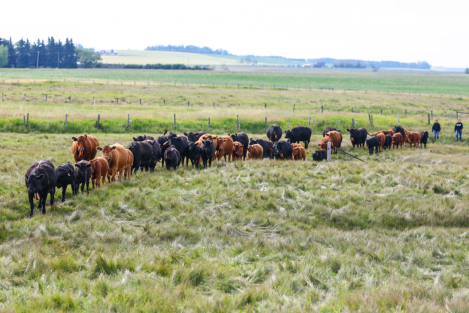 olds college commercial calgary photographer sergei belski photo