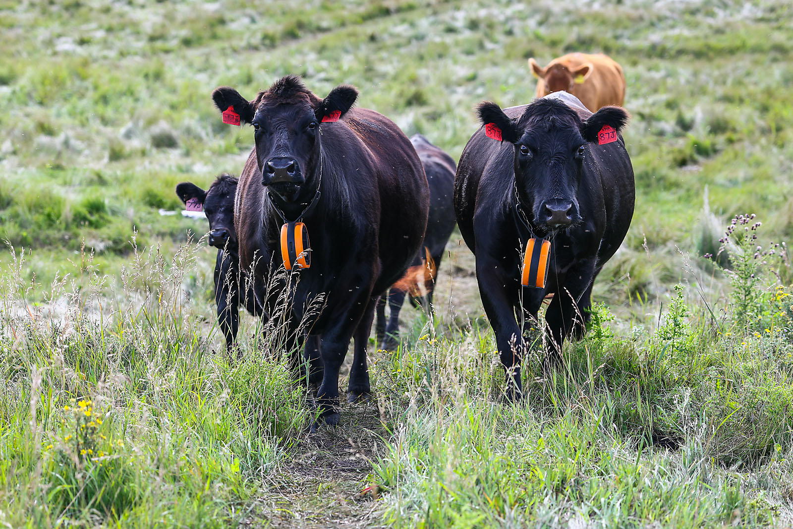 olds college commercial calgary photographer sergei belski photo