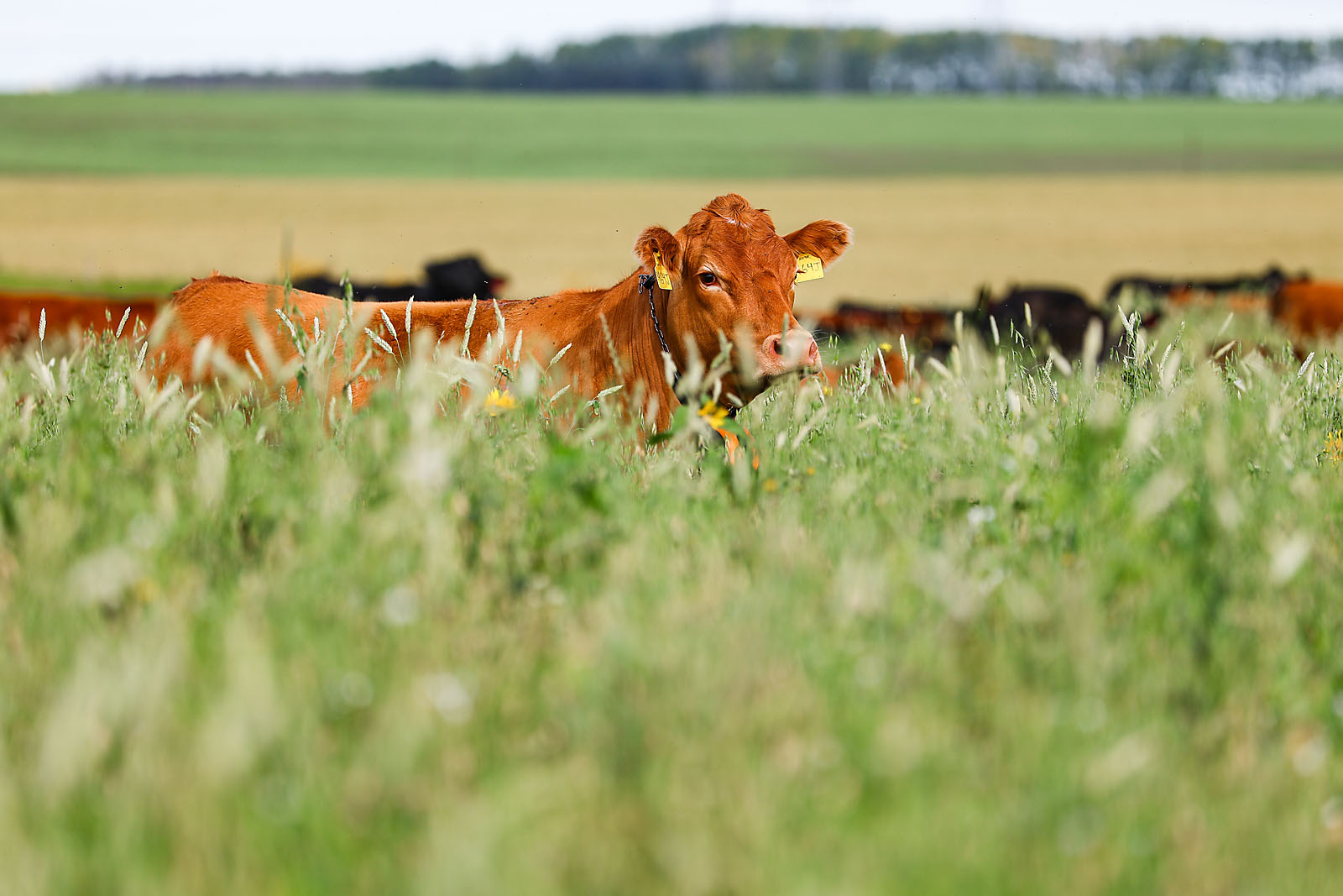 olds college commercial calgary photographer sergei belski photo