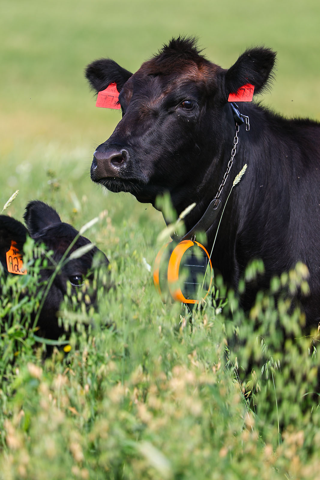 olds college commercial calgary photographer sergei belski photo