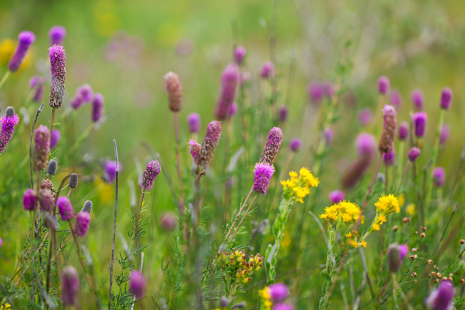 olds college commercial calgary photographer sergei belski photo