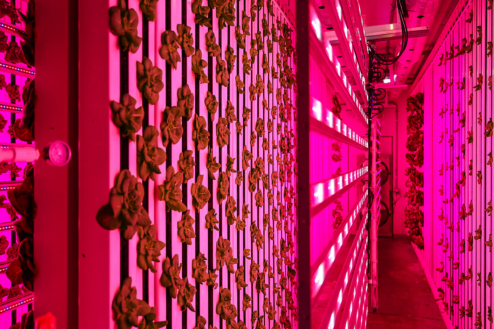 olds college commercial calgary photographer sergei belski photo