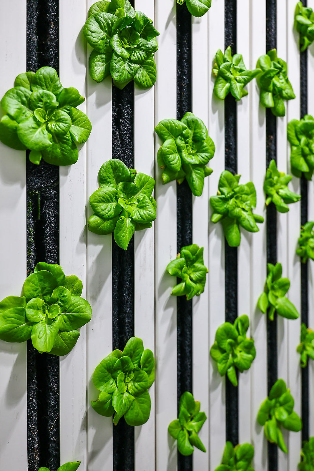 olds college commercial calgary photographer sergei belski photo