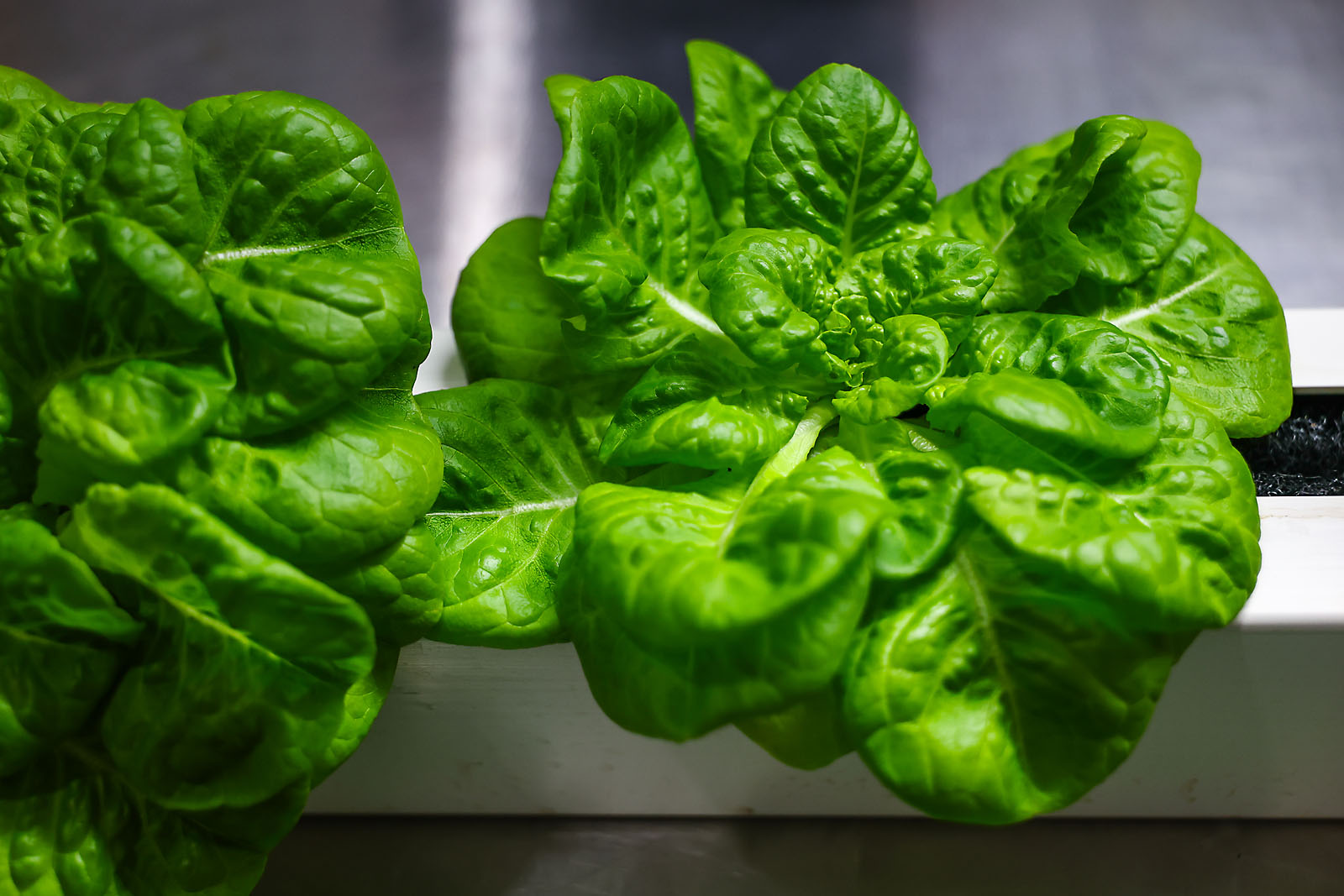 olds college commercial calgary photographer sergei belski photo