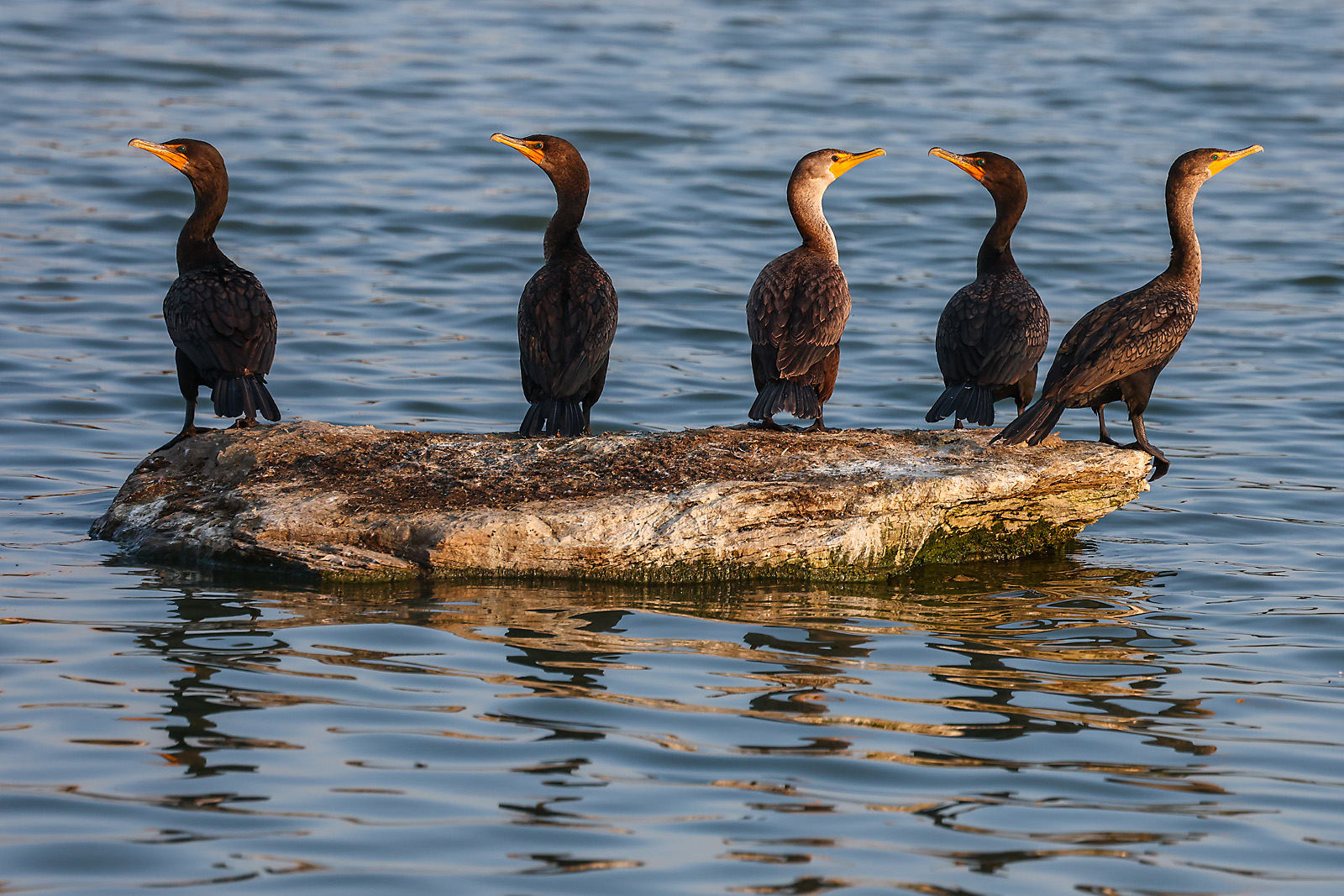 wildlife photographer sergei belski photo