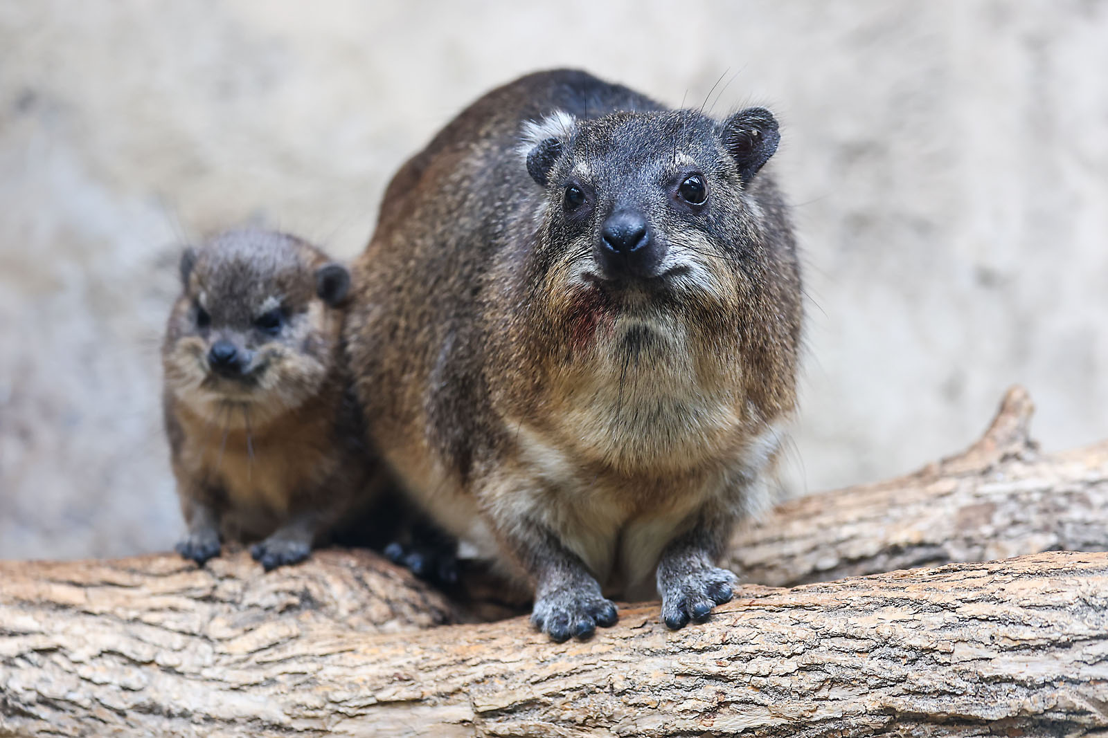calgary zoo wildlife photographer sergei belski photo