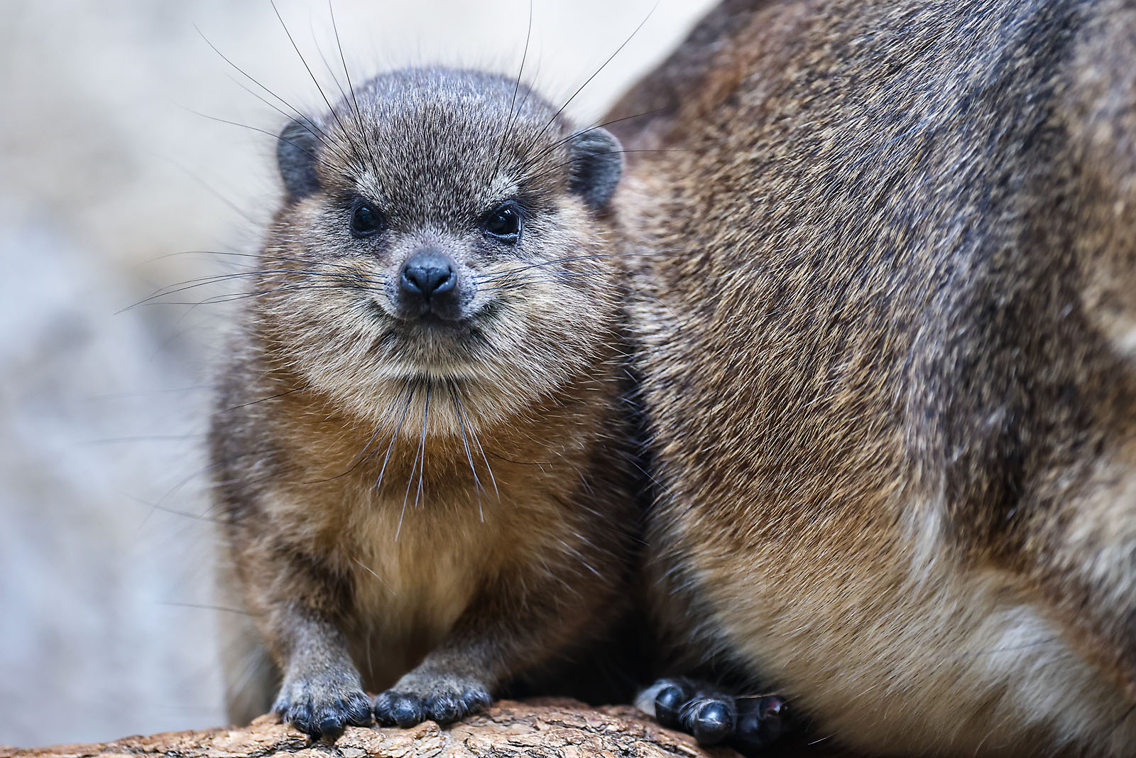 calgary zoo wildlife photographer sergei belski photo