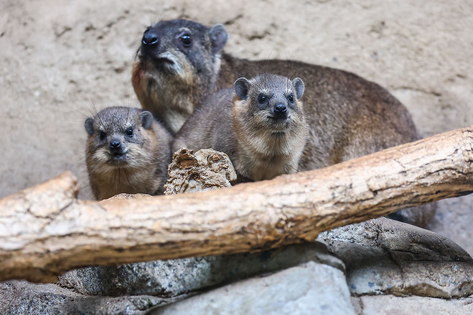 calgary zoo wildlife photographer sergei belski photo