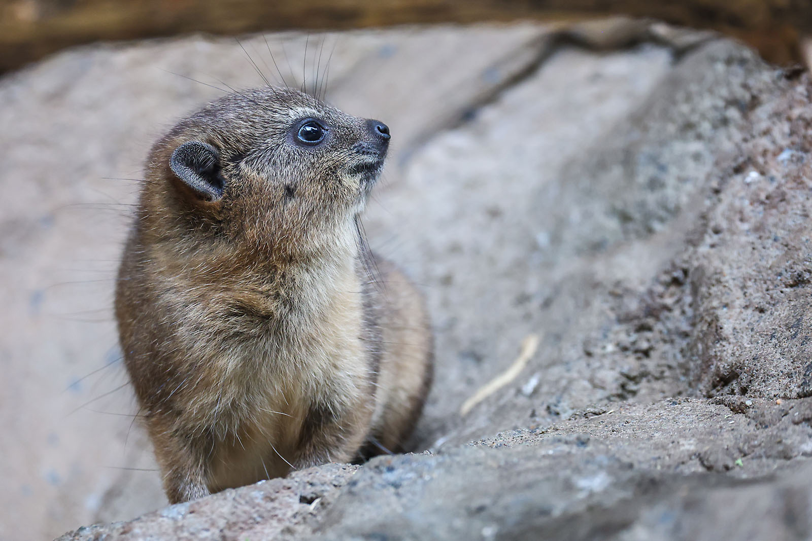 calgary zoo wildlife photographer sergei belski photo