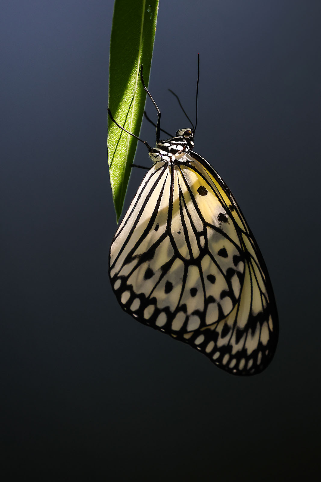 calgary zoo wildlife photographer sergei belski photo