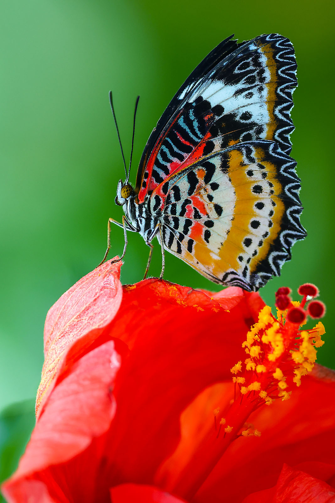 calgary zoo wildlife photographer sergei belski photo