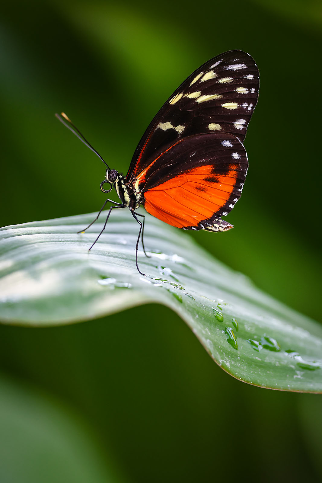 calgary zoo wildlife photographer sergei belski photo