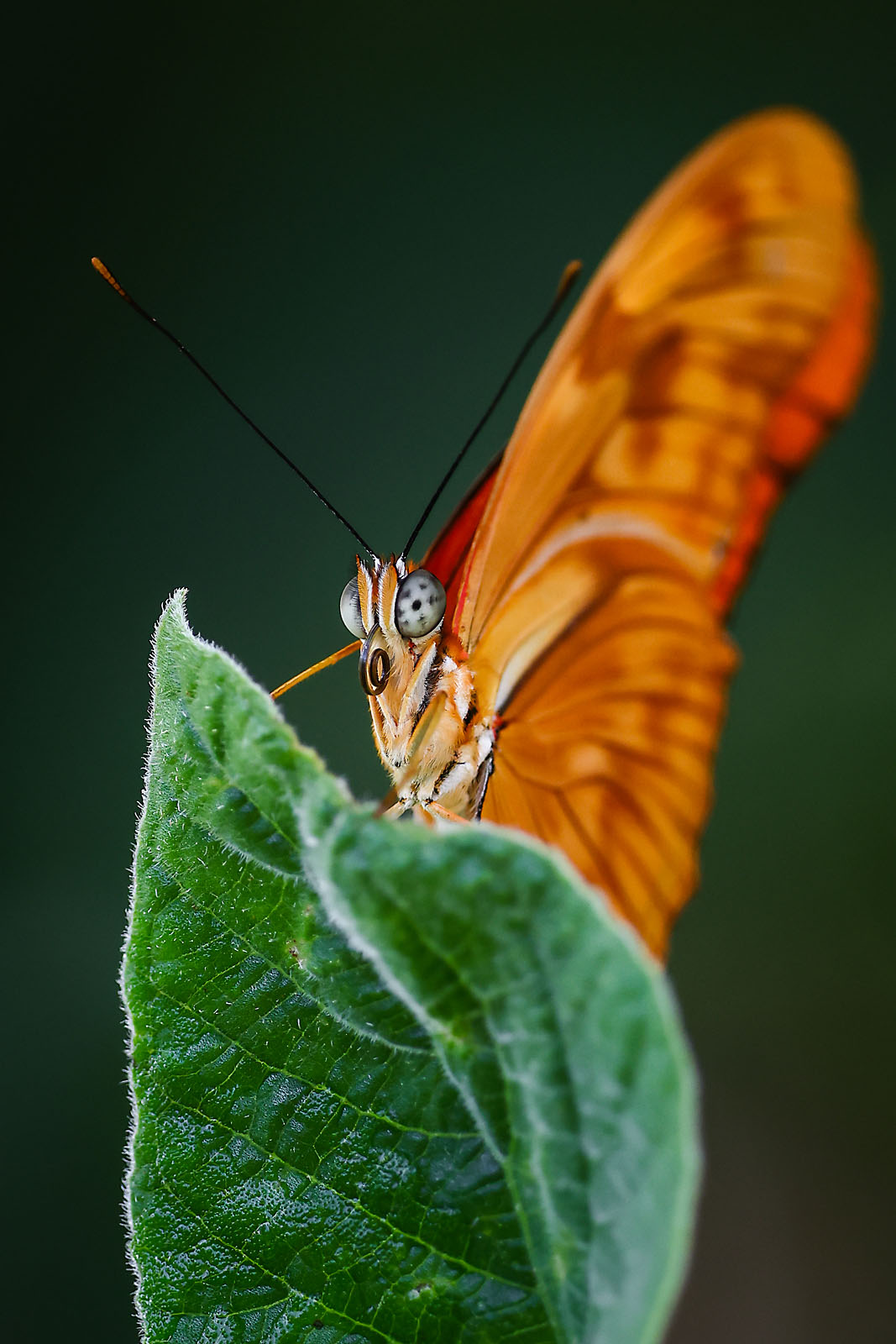 calgary zoo wildlife photographer sergei belski photo
