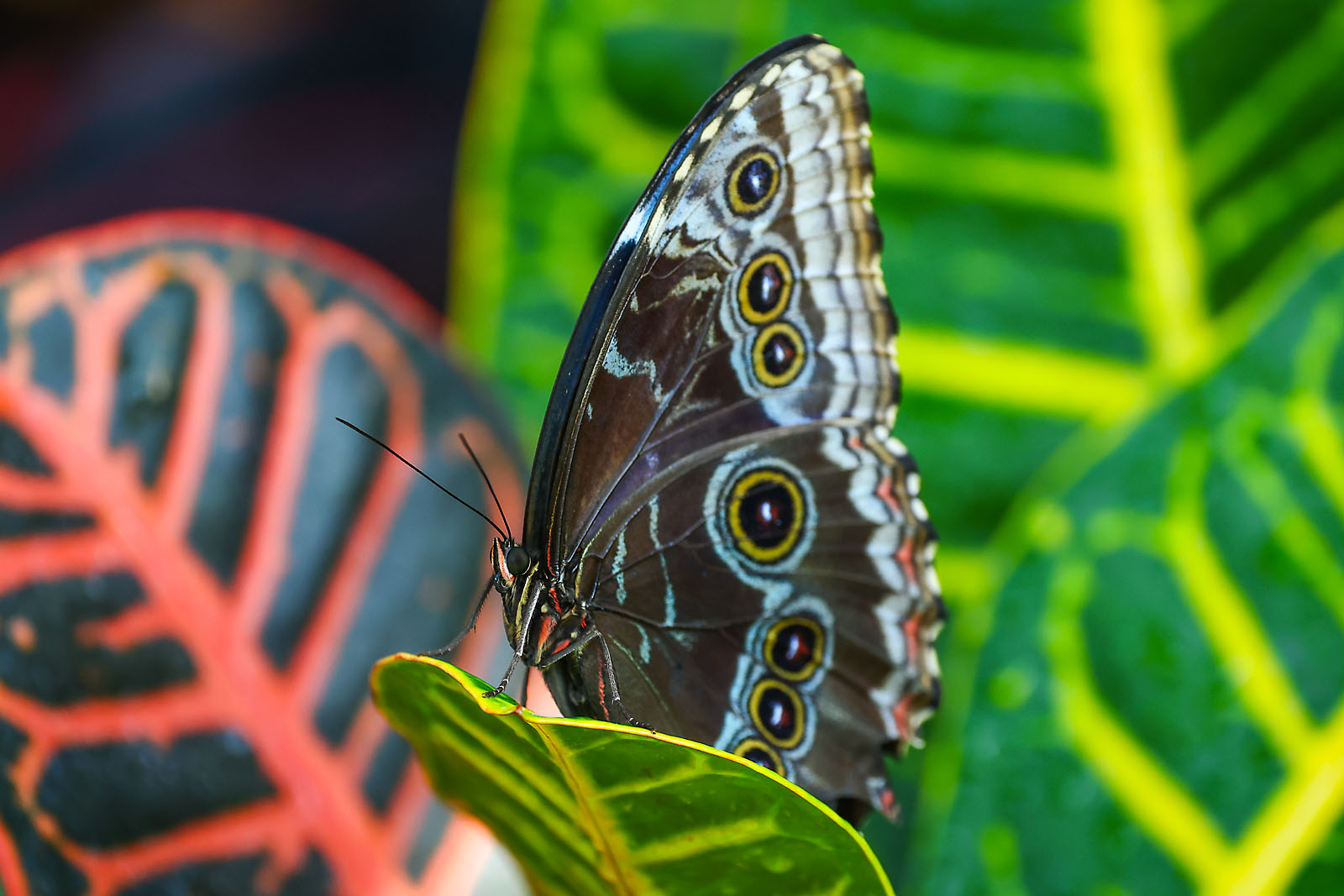 calgary zoo wildlife photographer sergei belski photo