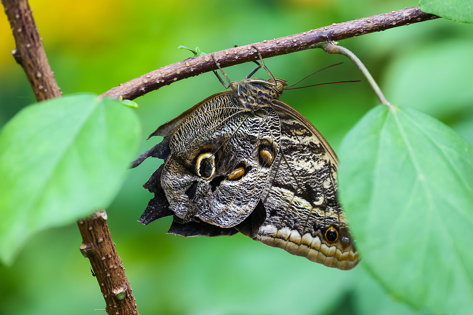 calgary zoo wildlife photographer sergei belski photo