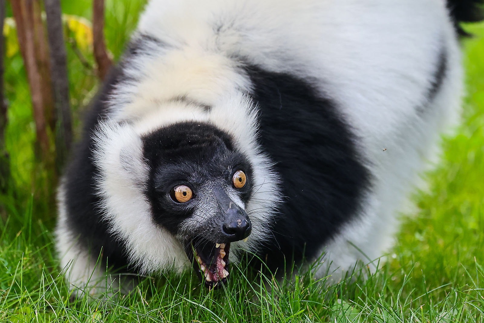 calgary zoo wildlife photographer sergei belski photo