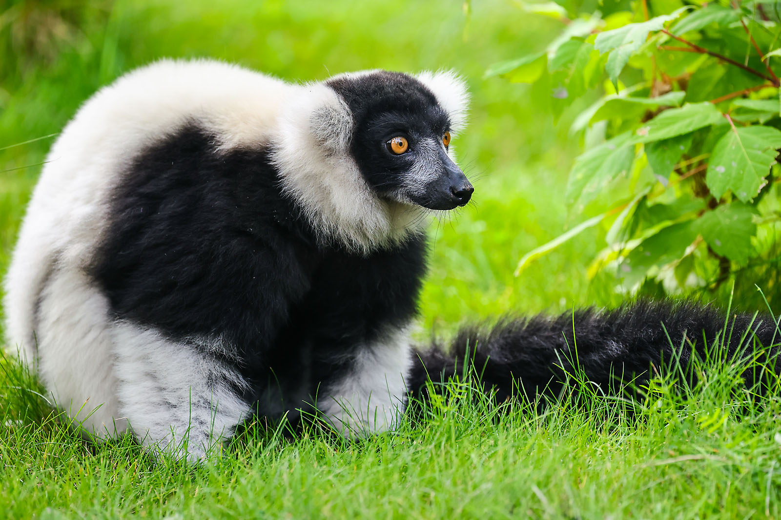 calgary zoo wildlife photographer sergei belski photo